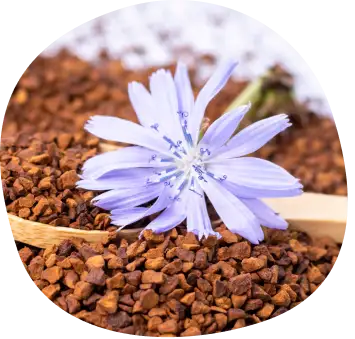 Fioletowy kwiat cykorii leżący na brązowych granulkach korzenia cykorii, z drewnianą łyżką w tle.