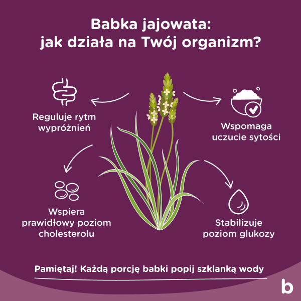 Infografika prezentująca jak babka jajowata działa na ludzki organizm. Reguluje rytm wypróżnień, wspomaga uczucie sytości, wspiera prawidłowy poziom cholesterolu i stabilizuje poziom glukozy.
