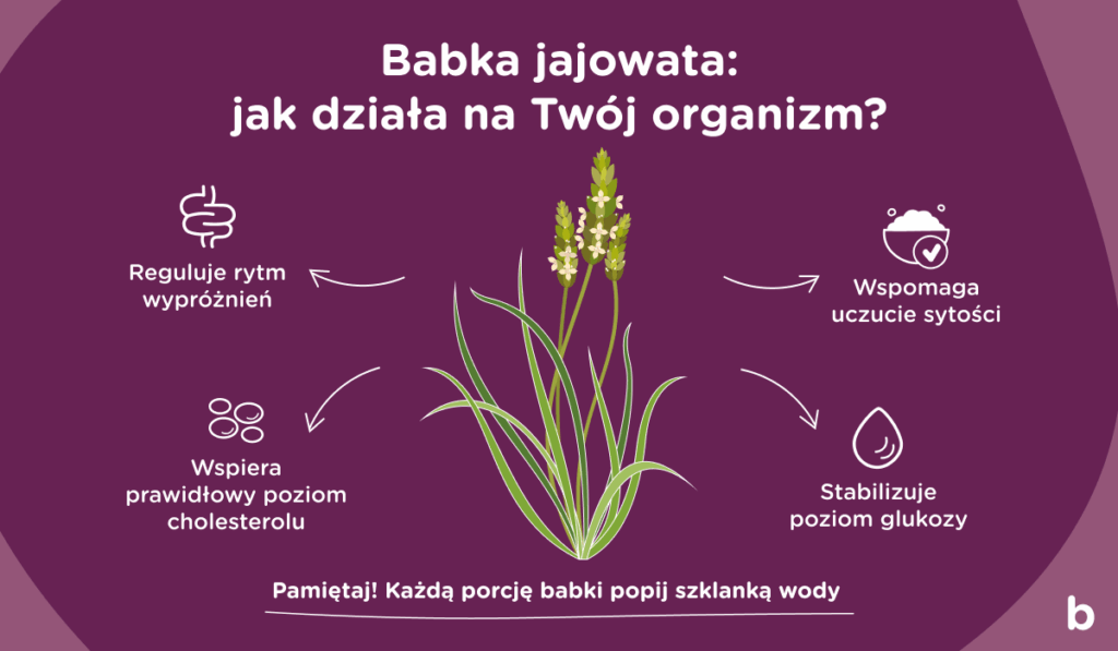 Infografika prezentująca jak babka jajowata działa na ludzki organizm. Reguluje rytm wypróżnień, wspomaga uczucie sytości, wspiera prawidłowy poziom cholesterolu i stabilizuje poziom glukozy.